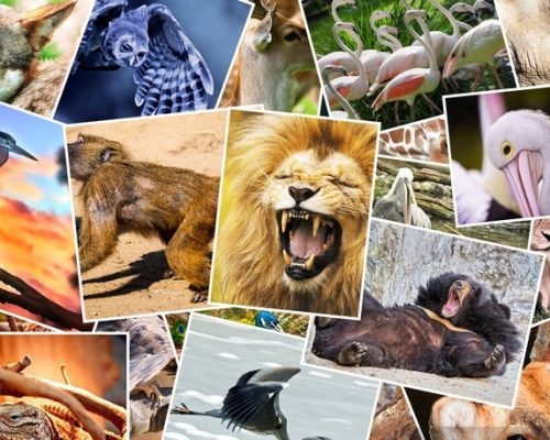 Different animals collage