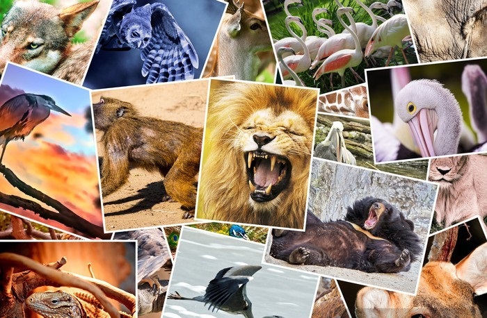 Different animals collage Different animals collage
