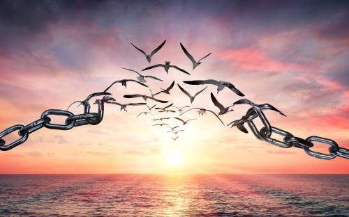 On The Wings Of Freedom - Birds Flying And Broken Chains - Charge Concept