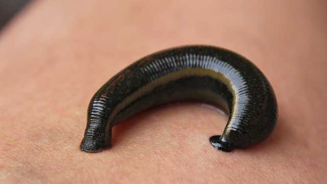 blood-clotting-ability-of-leeches-revealed-306085 blood-clotting-ability-of-leeches-revealed-306085